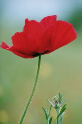 Red Poppy