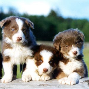 Border Collie