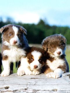 Border Collie