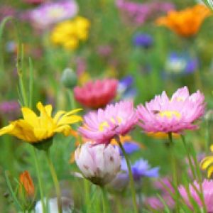 Blumen