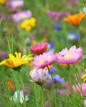 Blumen