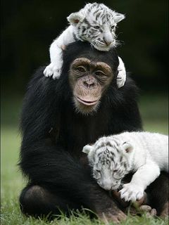 Monkey and Baby Tigers