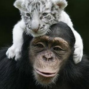 Monkey and Baby Tiger