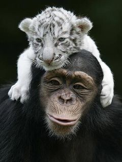 Monkey and Baby Tiger