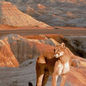 Puma - South Dakota