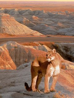 Puma - South Dakota