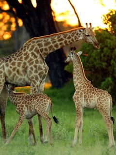 Botswana