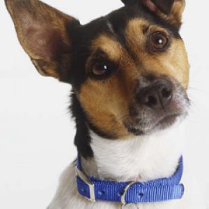 Jack Russell Terrier