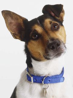 Jack Russell Terrier