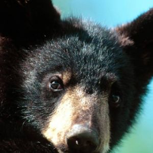 Black Bear