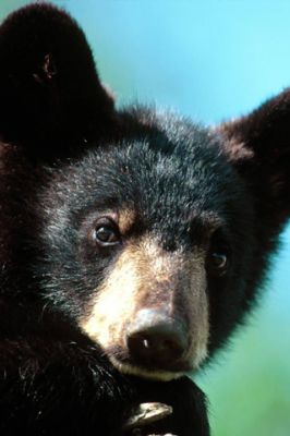 Black Bear