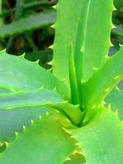 Aloe Vera