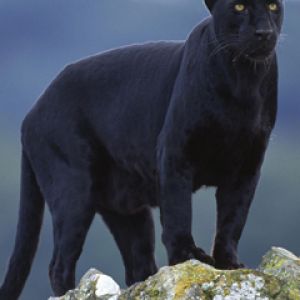 Black Panther