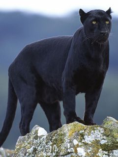 Black Panther