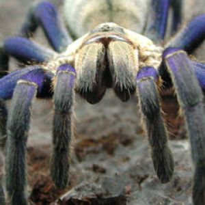 Haplopelma lividum
