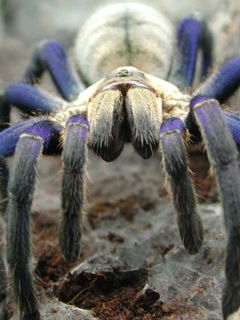 Haplopelma lividum