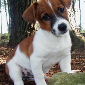 Jack Russell Terrier