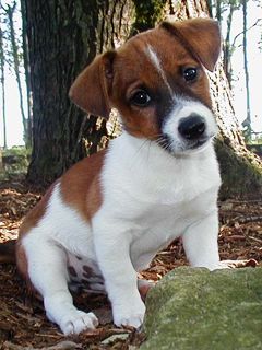 Jack Russell Terrier