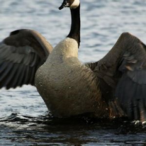 Canada Goose Washing