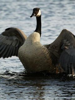 Canada Goose Washing