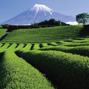Mount Fuji Green Tea 