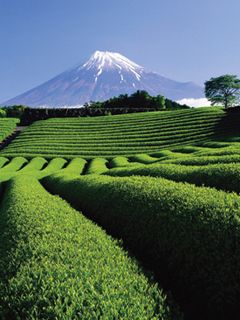 Mount Fuji Green Tea 