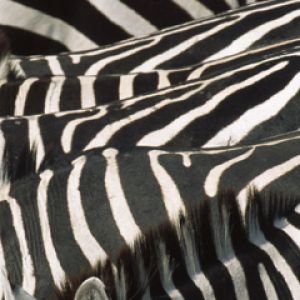 Zebras - Masai Mara Reserve - Kenya