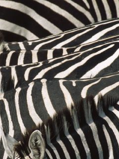 Zebras - Masai Mara Reserve - Kenya
