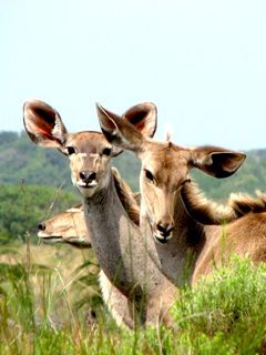 Botswana