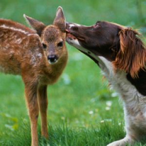 Gentle Kiss