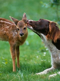 Gentle Kiss