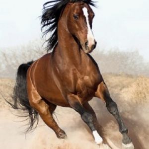 Arabian Horse