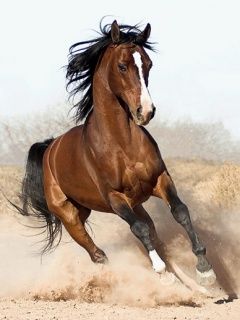 Arabian Horse