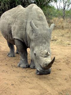 Rinoceros - South Africa