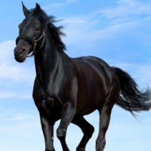 Black Horse