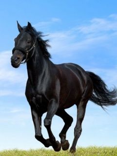 Black Horse