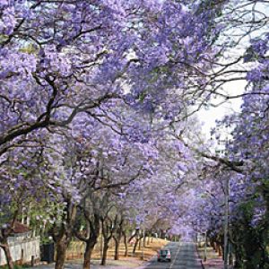 Pretoria