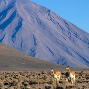 Vicuna Pair Misti Volcano - Peru