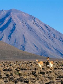 Vicuna Pair Misti Volcano - Peru