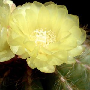 Parodia Magnifica