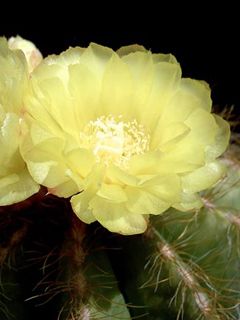 Parodia Magnifica