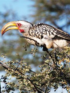 Namibia