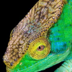 Chameleon