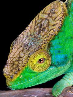 Chameleon