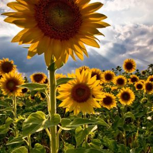 Sunflowers 