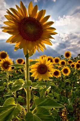 Sunflowers 