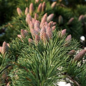Cedrus