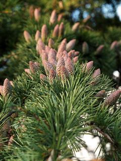 Cedrus