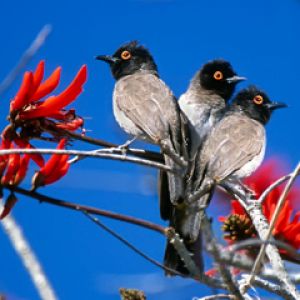 Etosha National Park - Namibia - Africa