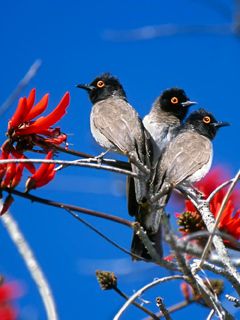 Etosha National Park - Namibia - Africa